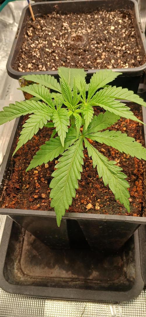 Kiwi x Papaya test. Week 1