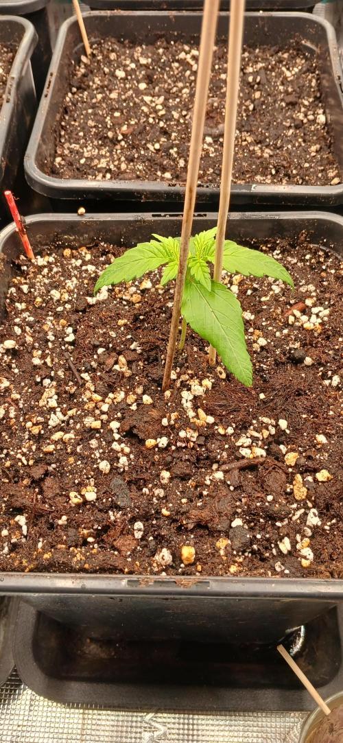 Kiwi x Papaya test. Week 1 - Kiwi x papaya