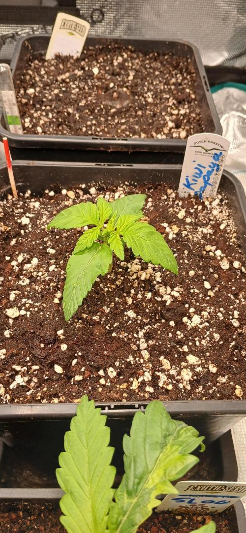 Kiwi x Papaya test. Week 1 - Kiwi x papaya