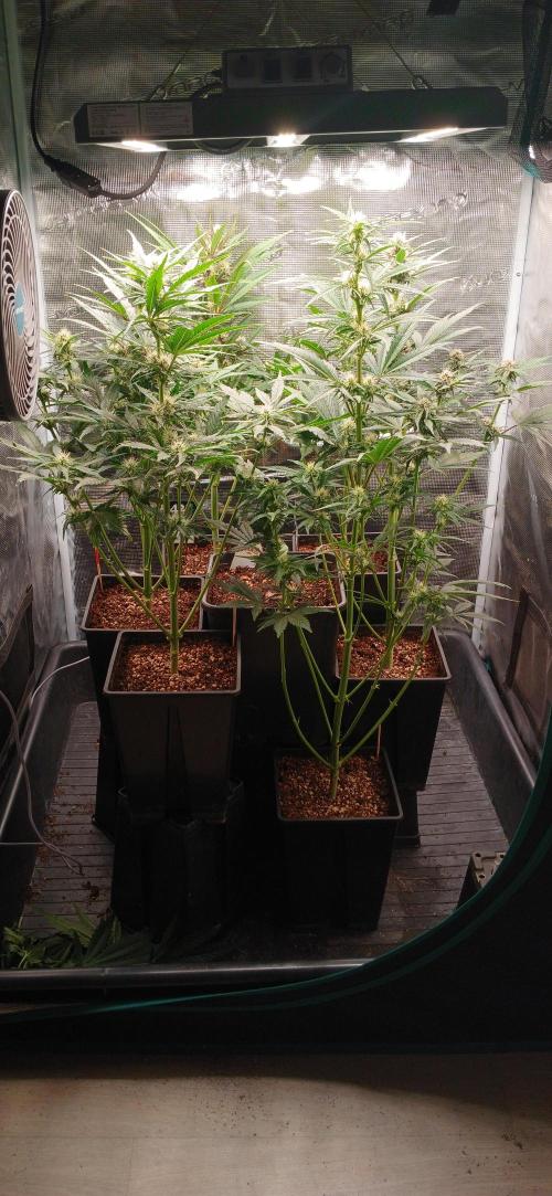 Banana Purple /GorillaZ/West Coast OG. Week 5