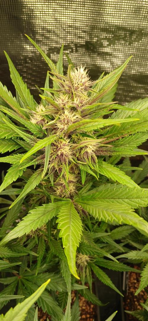 Banana Purple /GorillaZ/West Coast OG. Week 5