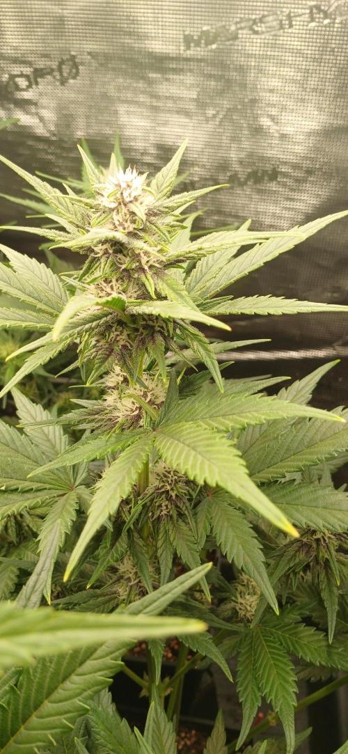 Banana Purple /GorillaZ/West Coast OG. Week 5 - Banana purple punch