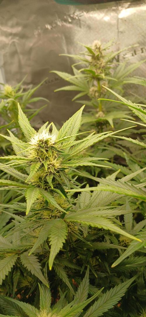 Banana Purple /GorillaZ/West Coast OG. Week 5 - Banana purple punch