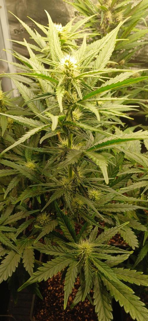 Banana Purple /GorillaZ/West Coast OG. Week 5 - GorillaZ