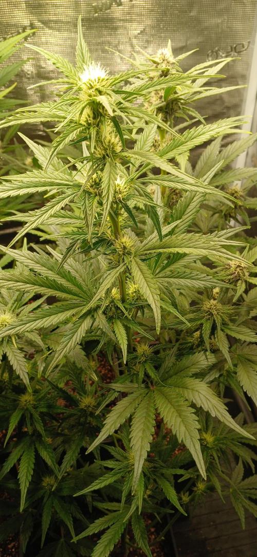 Banana Purple /GorillaZ/West Coast OG. Week 5 - GorillaZ 