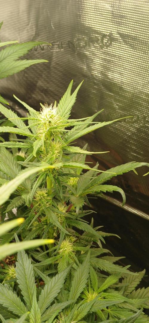 Banana Purple /GorillaZ/West Coast OG. Week 5 - West coast og