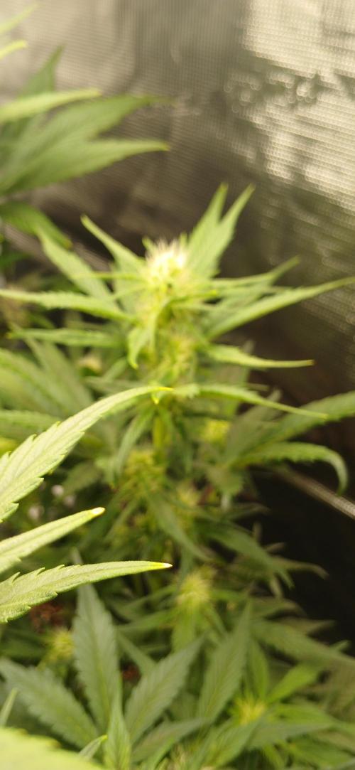 Banana Purple /GorillaZ/West Coast OG. Week 5