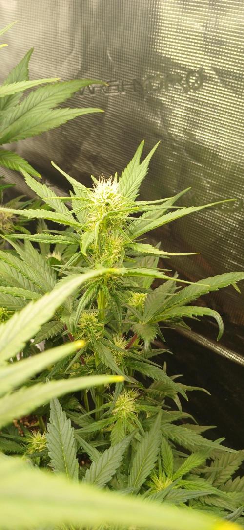 Banana Purple /GorillaZ/West Coast OG. Week 5