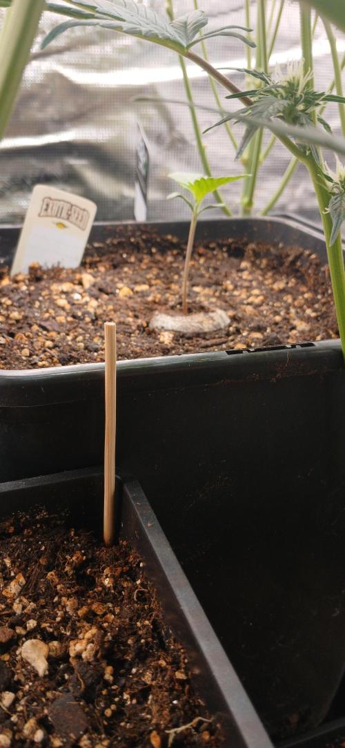 Banana Purple /GorillaZ/West Coast OG. Week 5 - Unknown