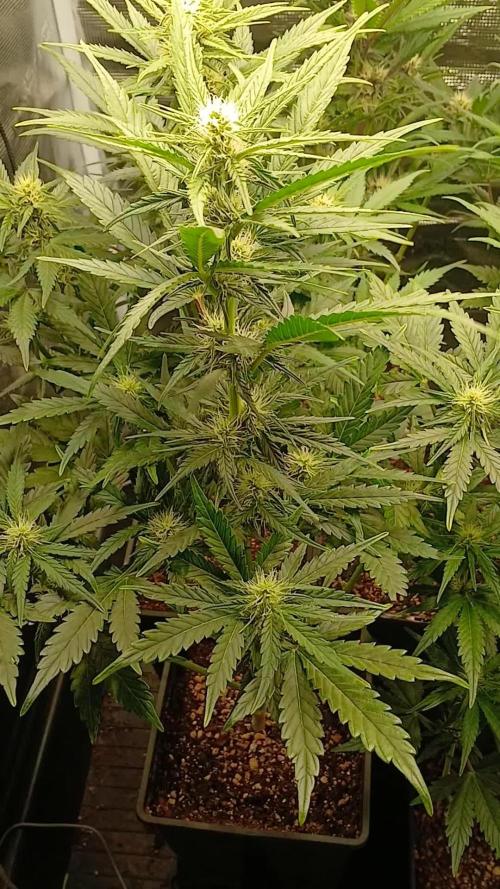 Banana Purple /GorillaZ/West Coast OG