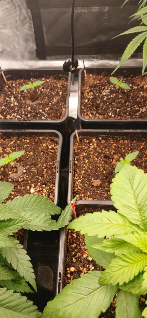 Kiwi x Papaya test. Week 2 - Og kush x california orange skunk