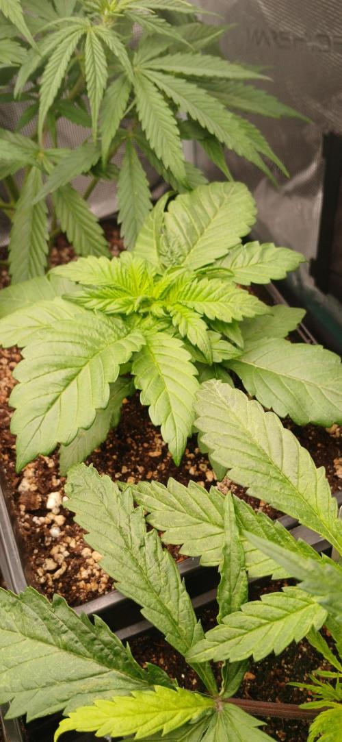 Kiwi x Papaya test. Week 2 - Kiwi x papaya