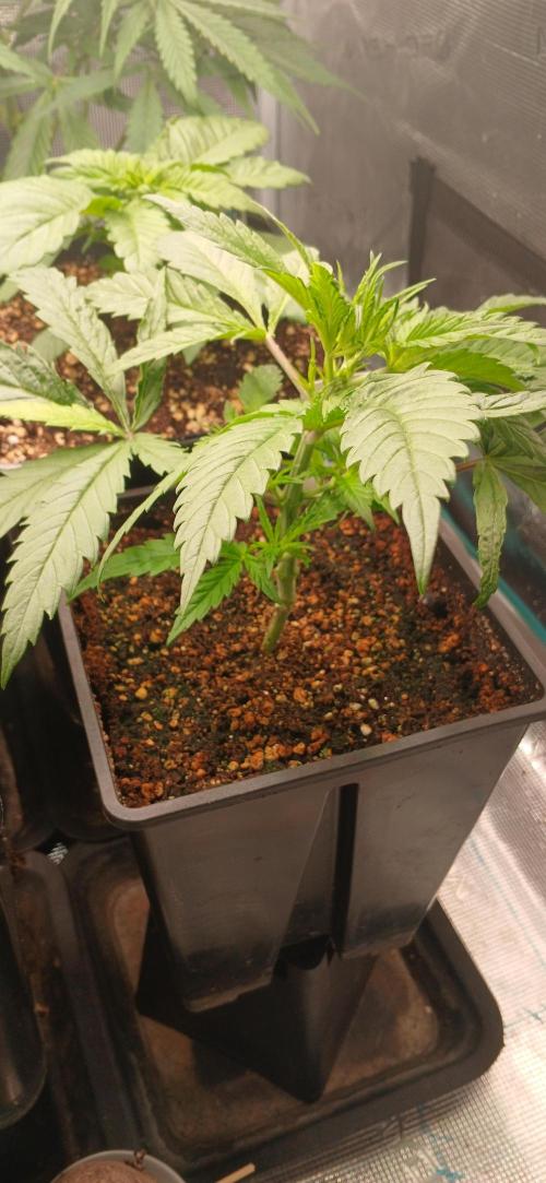 Kiwi x Papaya test. Week 2 - Super Larry og