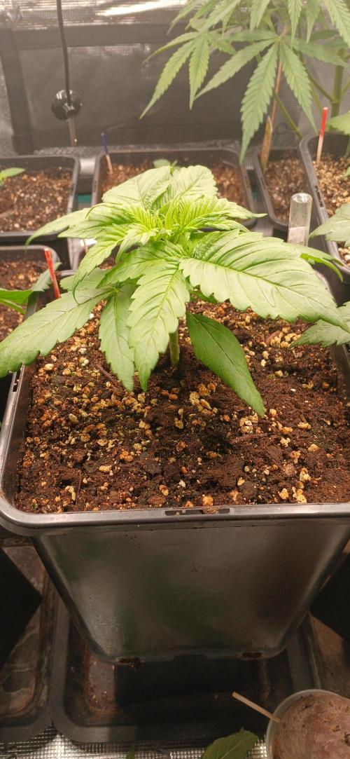 Kiwi x Papaya test. Week 2 - Kiwi x papaya