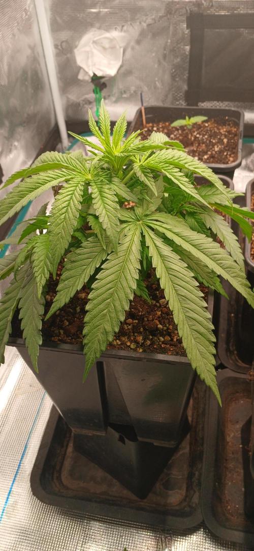 Kiwi x Papaya test. Week 2 - Black Pearl