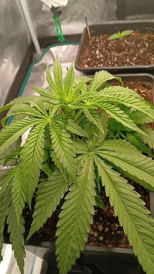 Kiwi x Papaya test