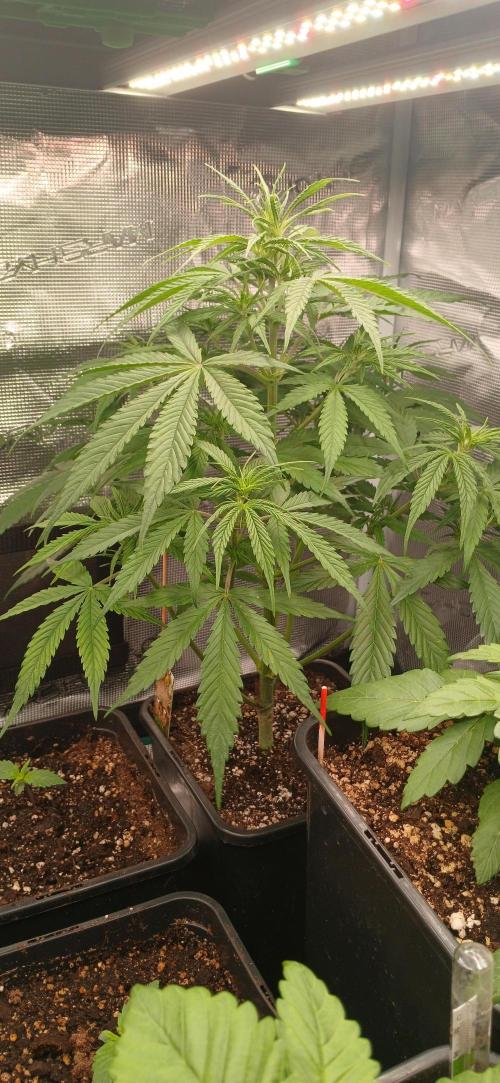 Kiwi x Papaya test. Week 2 - GorillaZ 