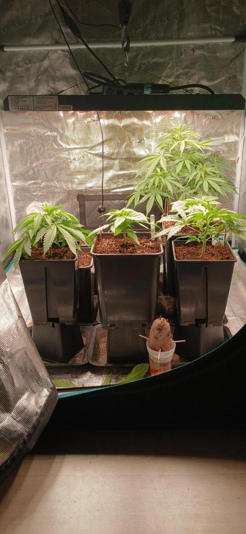 Kiwi x Papaya test. Week 2