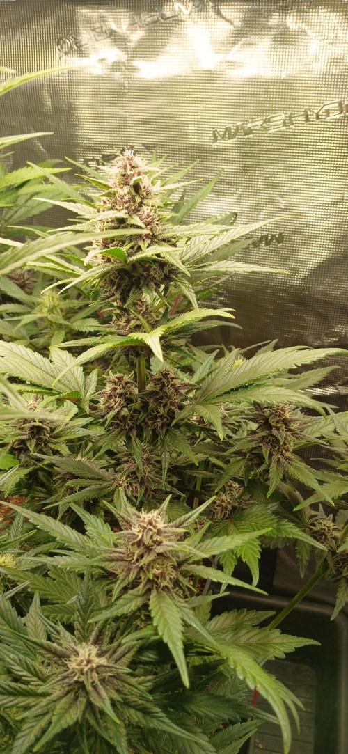 Banana Purple /GorillaZ/West Coast OG. Week 6 - BPP