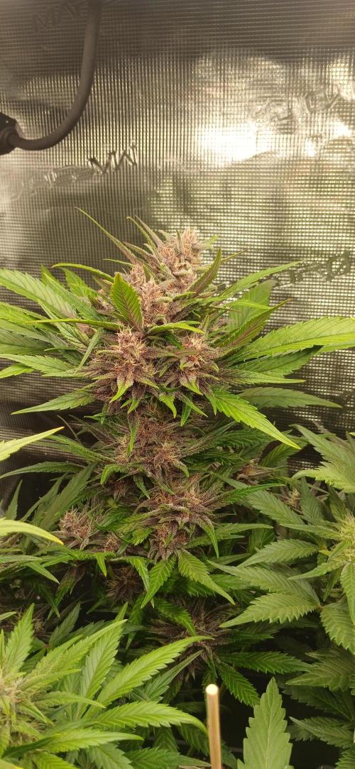 Banana Purple /GorillaZ/West Coast OG. Week 6 - BPP