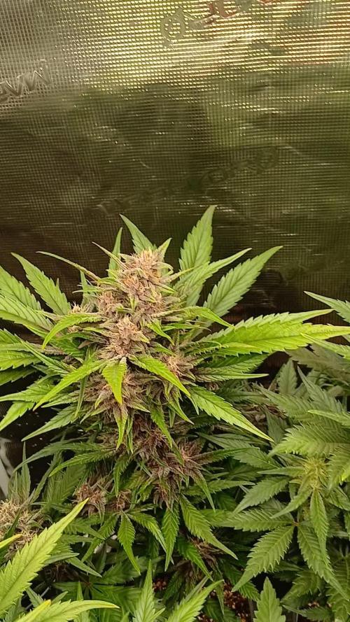 Banana Purple /GorillaZ/West Coast OG