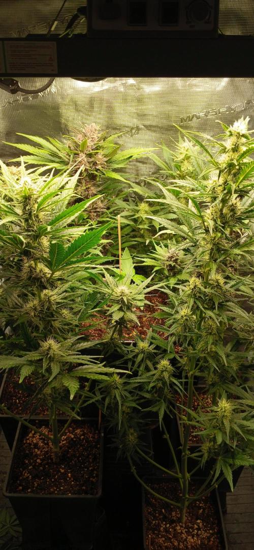 Banana Purple /GorillaZ/West Coast OG. Week 6