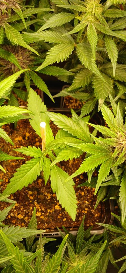 Banana Purple /GorillaZ/West Coast OG. Week 6 - Unknow