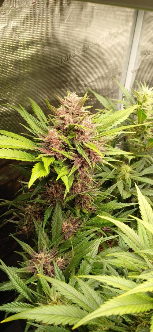 Banana Purple /GorillaZ/West Coast OG. Week 6 - BPP