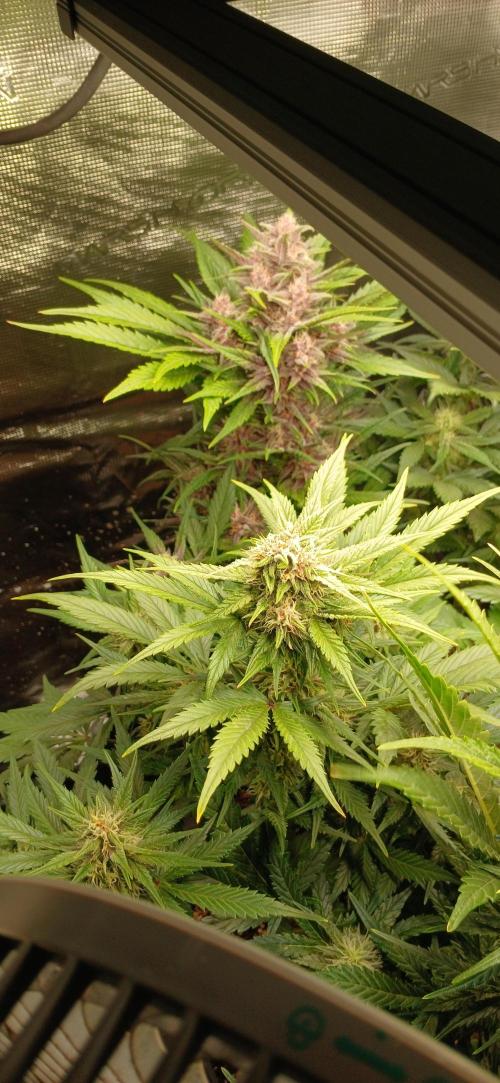 Banana Purple /GorillaZ/West Coast OG. Week 6 - BPP