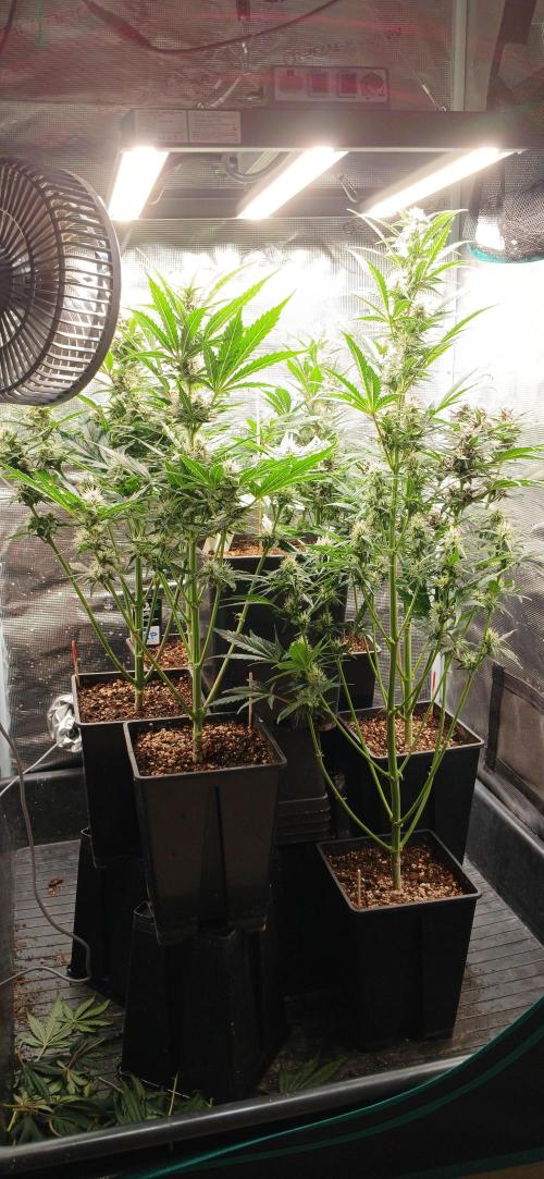 Banana Purple /GorillaZ/West Coast OG. Week 6