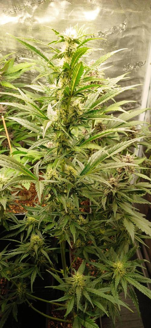 Banana Purple /GorillaZ/West Coast OG. Week 6 - GZ