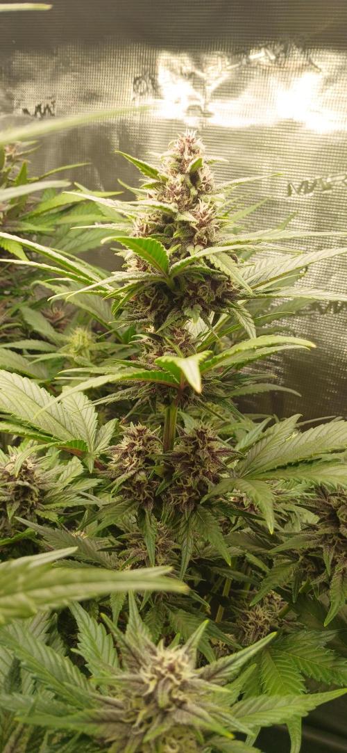 Banana Purple /GorillaZ/West Coast OG. Week 6 - BPP