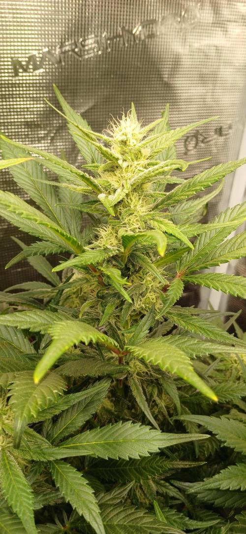 Banana Purple /GorillaZ/West Coast OG. Week 6 - WC  OG