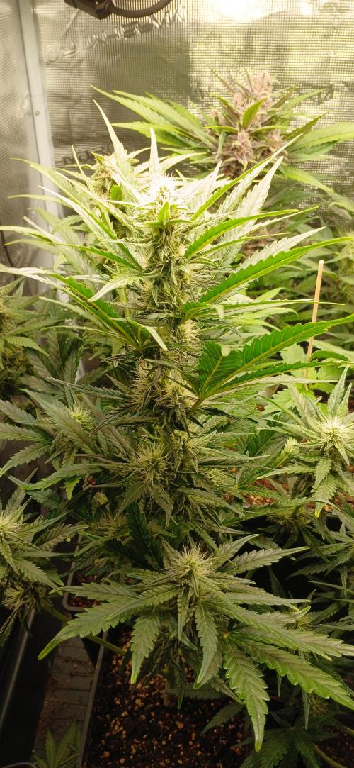 Banana Purple /GorillaZ/West Coast OG. Week 6 - GZ