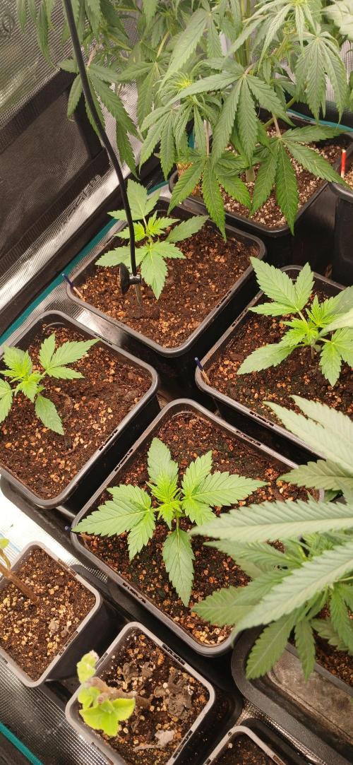 Kiwi x Papaya test. Week 3