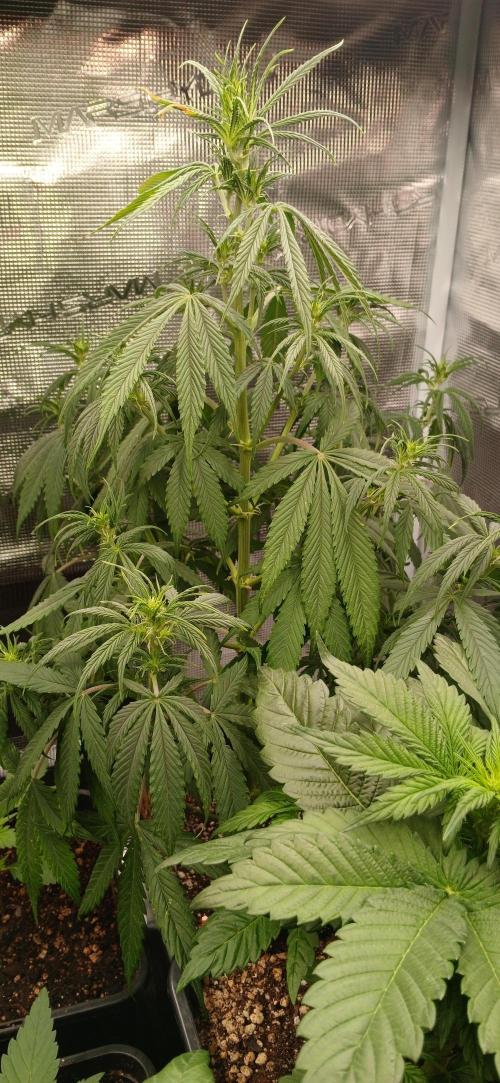 Kiwi x Papaya test. Week 3