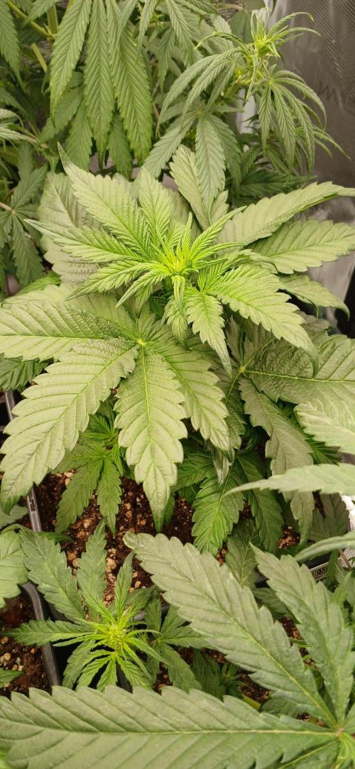 Kiwi x Papaya test. Week 3