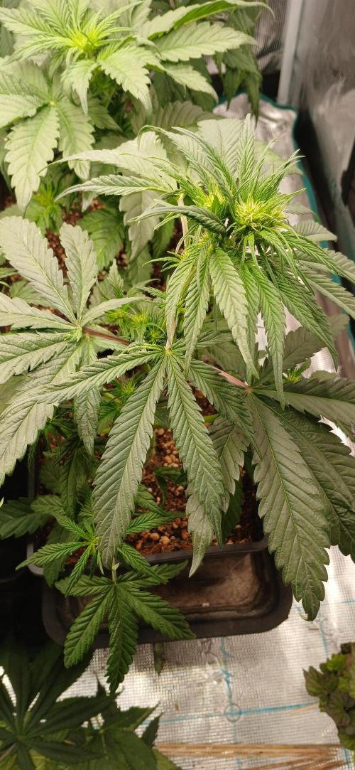 Kiwi x Papaya test. Week 3