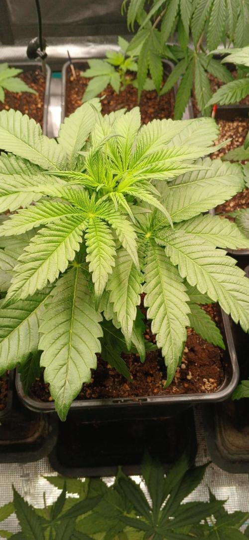 Kiwi x Papaya test. Week 3