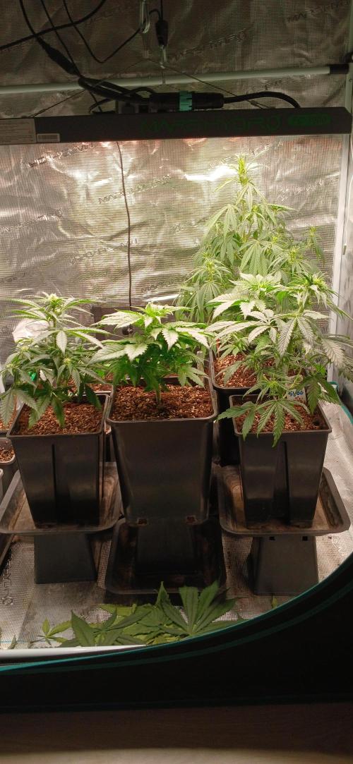 Kiwi x Papaya test. Week 3