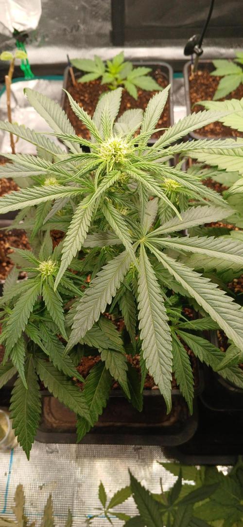 Kiwi x Papaya test. Week 3