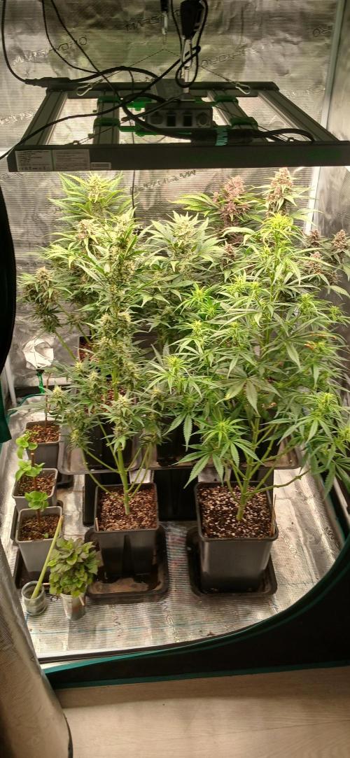 Banana Purple /GorillaZ/West Coast OG. Week 7