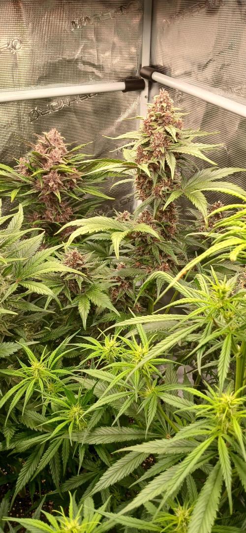 Banana Purple /GorillaZ/West Coast OG. Week 7