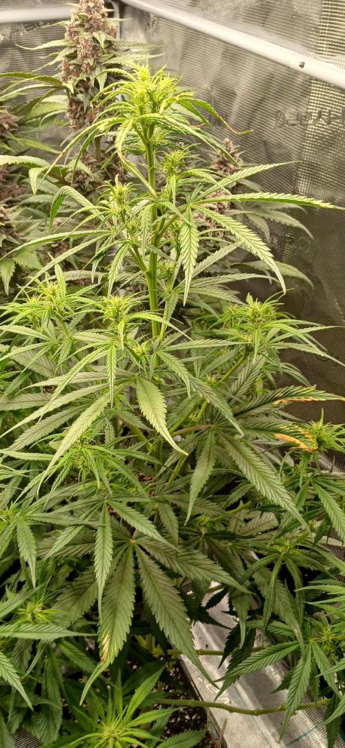 Banana Purple /GorillaZ/West Coast OG. Week 7 - GORILLAZ 🤦🏾‍♂️