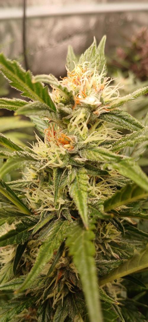 Banana Purple /GorillaZ/West Coast OG. Week 7 - Male flower detected