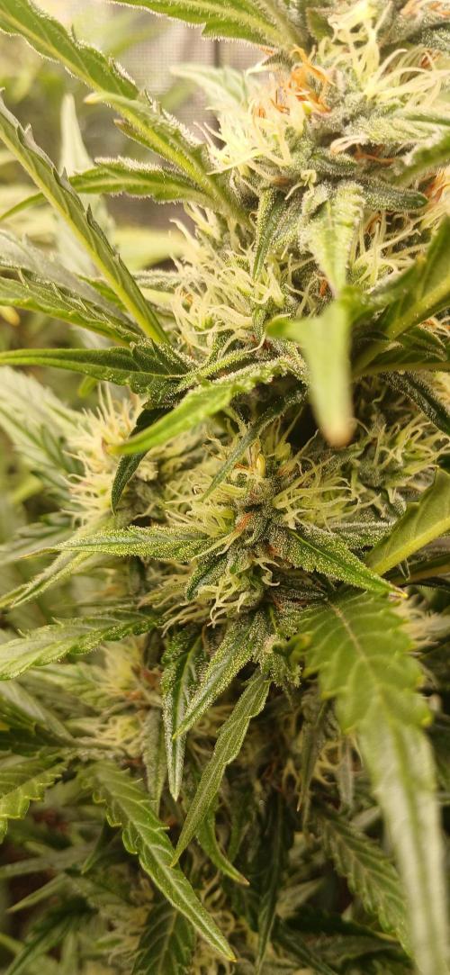 Banana Purple /GorillaZ/West Coast OG. Week 7 - Male flower detected 