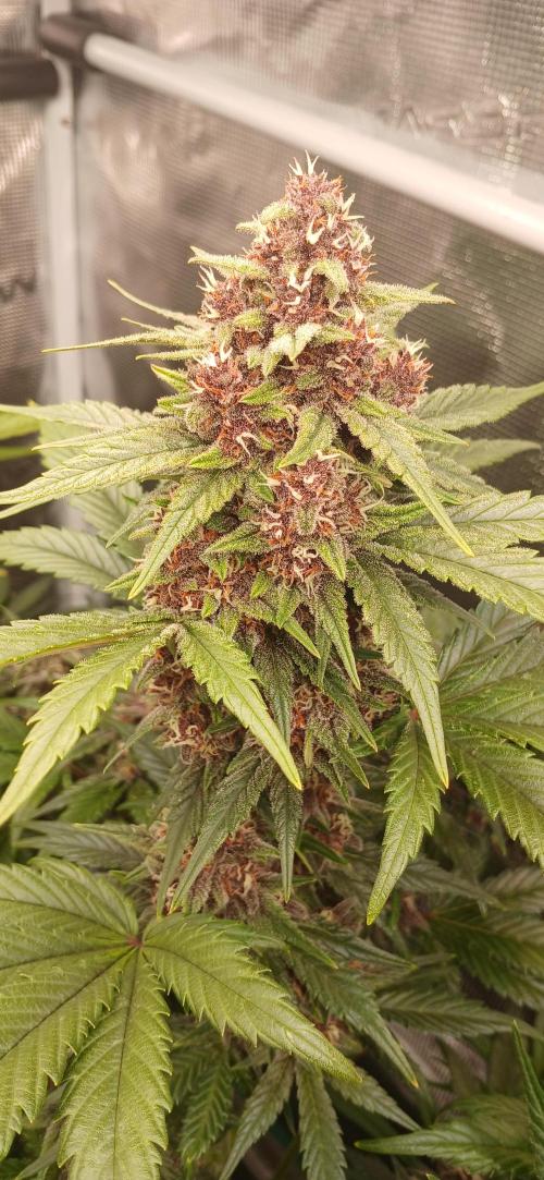 Banana Purple /GorillaZ/West Coast OG. Week 7