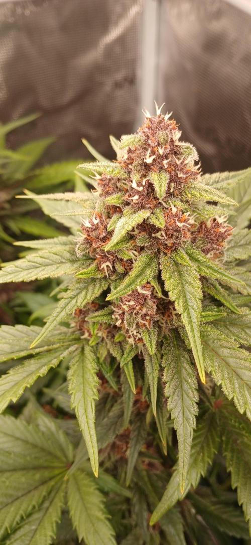 Banana Purple /GorillaZ/West Coast OG. Week 7