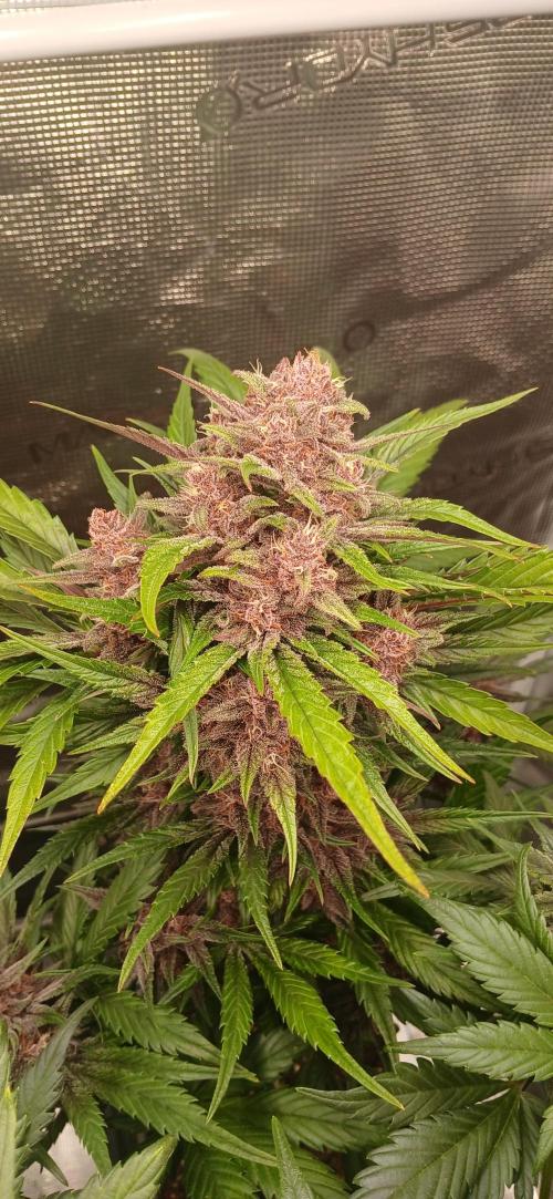 Banana Purple /GorillaZ/West Coast OG. Week 7