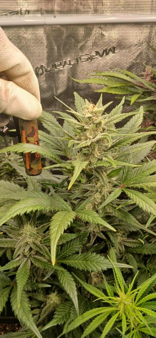 Banana Purple /GorillaZ/West Coast OG. Week 7 - West coast Og